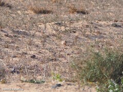 Bucanetes githagineus