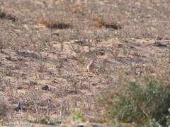 Bucanetes githagineus