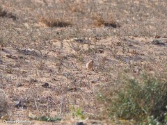 Bucanetes githagineus