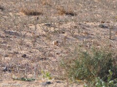 Bucanetes githagineus