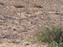 Bucanetes githagineus