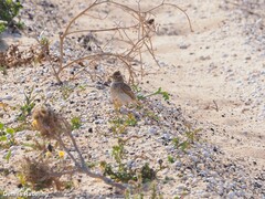 Alaudala rufescens