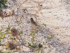Alaudala rufescens