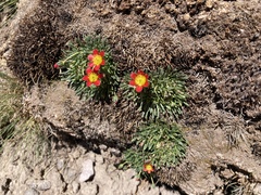 Calandrinia caespitosa