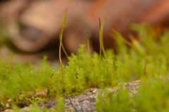 Pseudocrossidium hornschuchianum