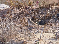 Alaudala rufescens