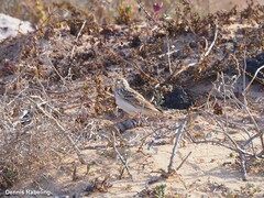 Alaudala rufescens