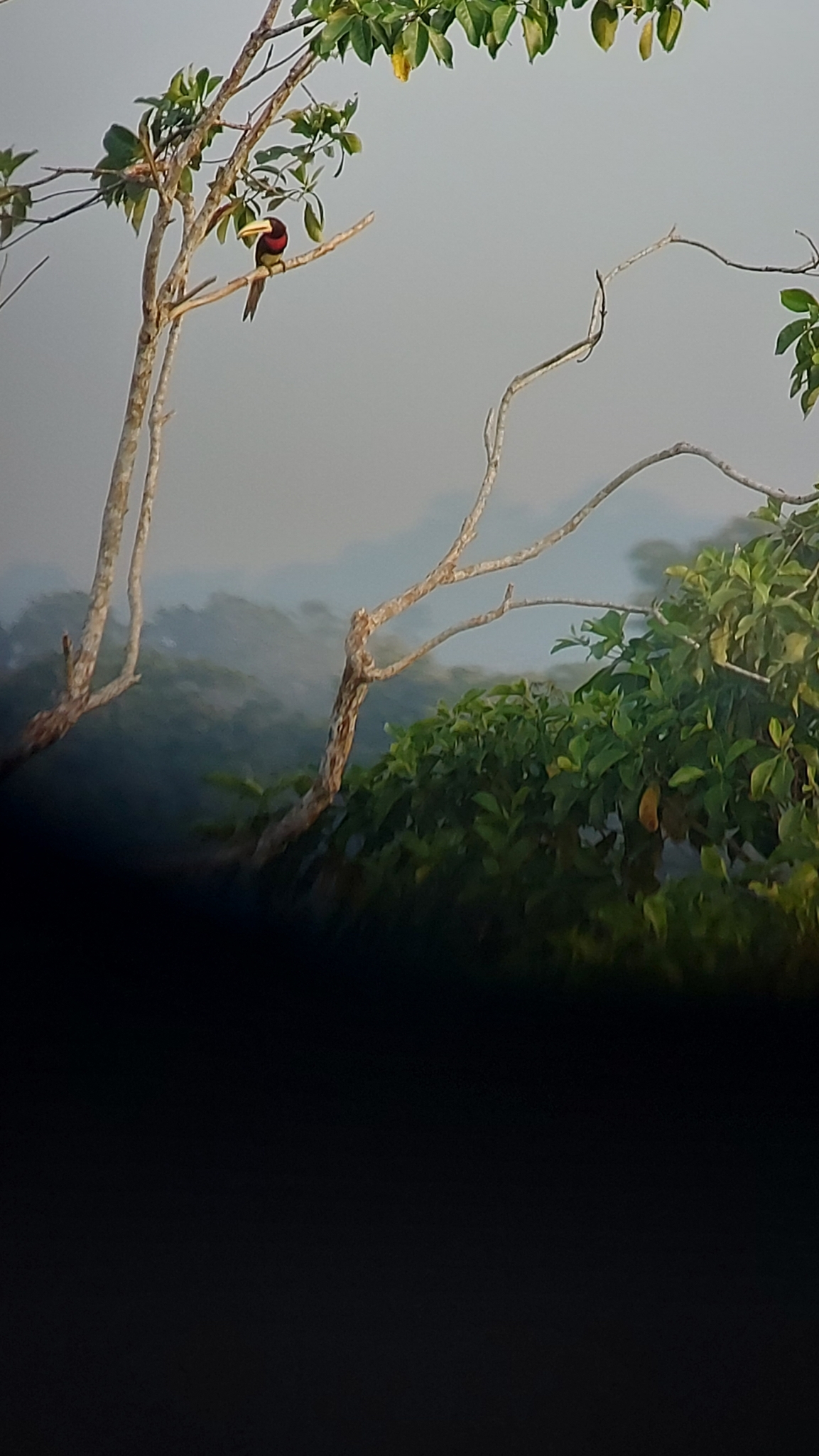 Ivory-billed Aracari (Pteroglossus azara), photo 8