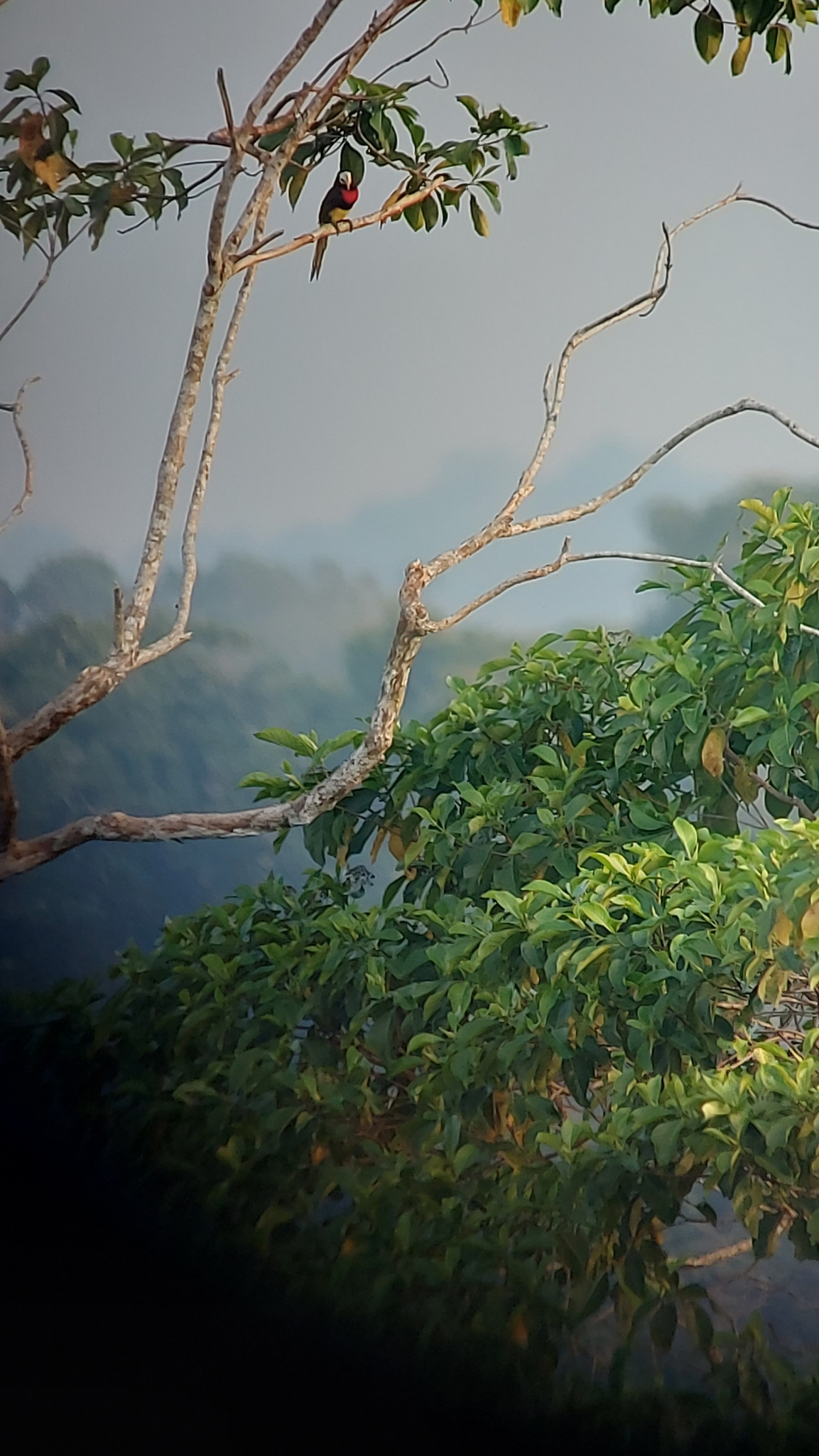 Ivory-billed Aracari (Pteroglossus azara), photo 9
