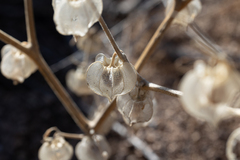 Physalis neomexicana