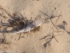 Chlamydotis undulata