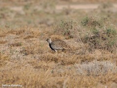 Chlamydotis undulata