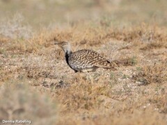 Chlamydotis undulata