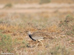 Chlamydotis undulata