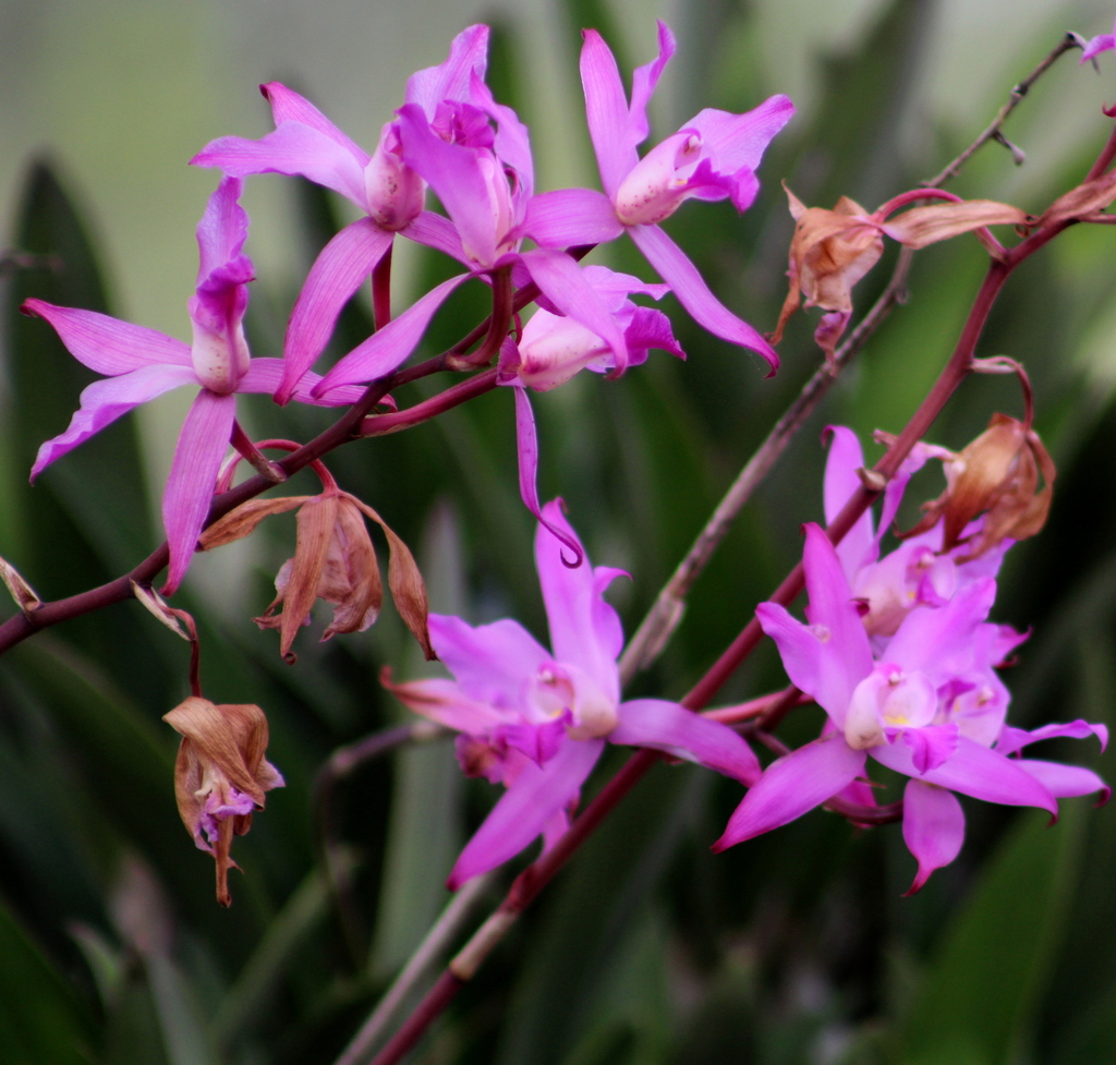 Flor de muerto (Orquídeas Del Valle de Mexico 🇲🇽 ) · iNaturalist