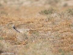 Chlamydotis undulata