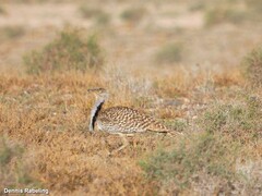 Chlamydotis undulata