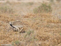 Chlamydotis undulata