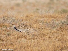 Chlamydotis undulata