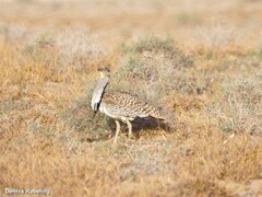 Chlamydotis undulata