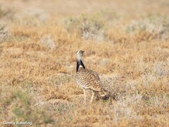 Chlamydotis undulata