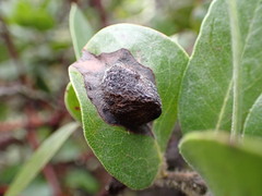 Exobasidium arctostaphyli