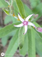 Oxypetalum solanoides