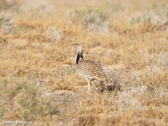 Chlamydotis undulata