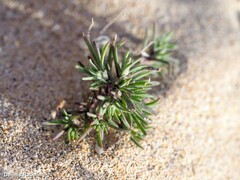 Spergularia fimbriata