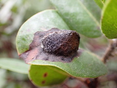 Exobasidium arctostaphyli