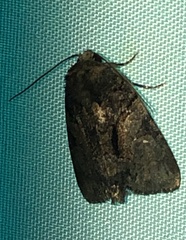 Chytonix