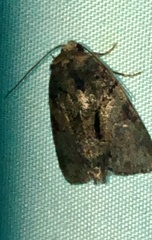 Chytonix
