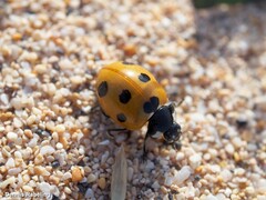 Coccinella algerica