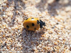 Coccinella algerica