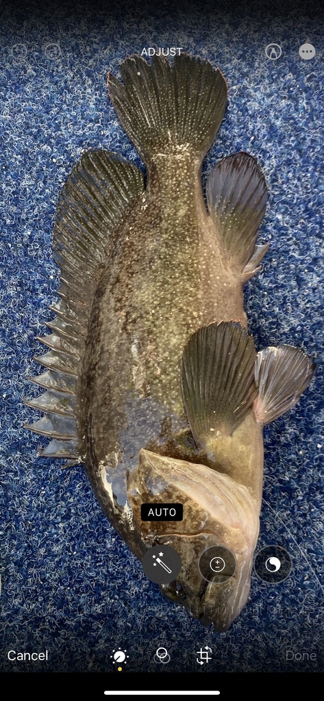 White-dotted grouper (Epinephelus polystigma) — Serranidae