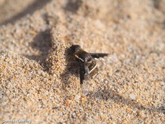Exhyalanthrax simonae