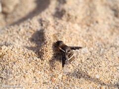 Exhyalanthrax simonae