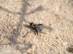 Exhyalanthrax simonae