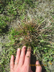 Juncus caespiticius