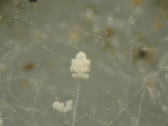 Cunninghamella