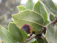 Exobasidium arctostaphyli