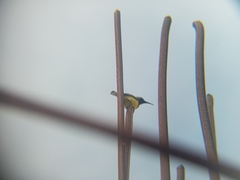 Cinnyris jugularis