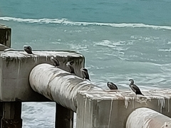 Phalacrocorax punctatus