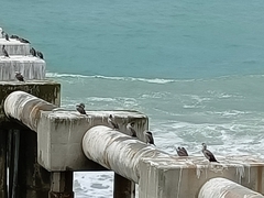 Phalacrocorax punctatus