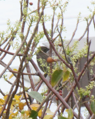 Molothrus bonariensis