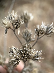Verbesina occidentalis