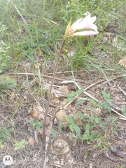 Amaryllis belladonna