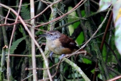 Cantorchilus longirostris