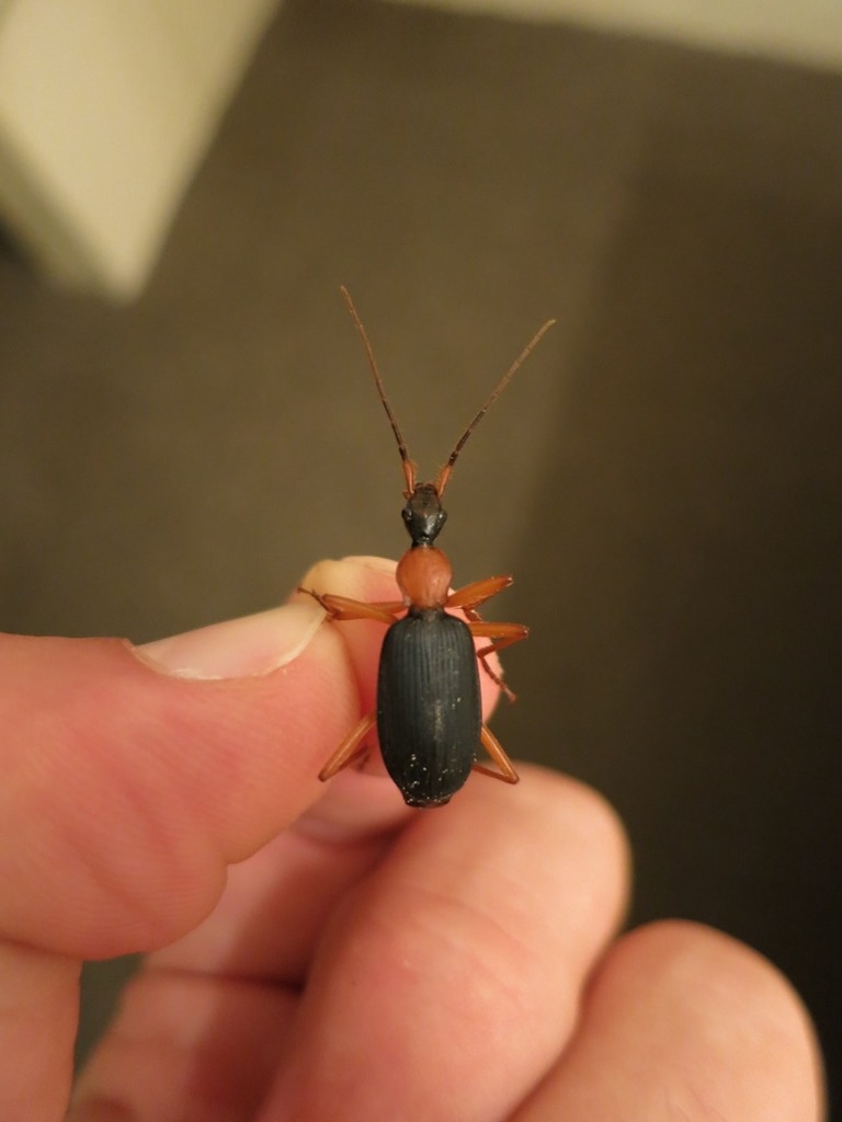 False Bombardier Beetle (TSA) · iNaturalist