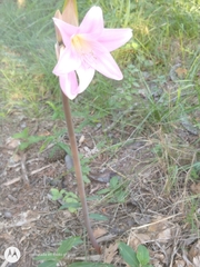 Amaryllis belladonna